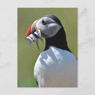 Puffin Fisherman Briefkaart