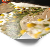 Puffin Foto Afdruk (Hoek)