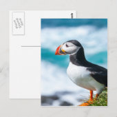 Puffin Fratercula arctica in Látrabjarg, IJsland. Briefkaart (Voorkant / Achterkant)