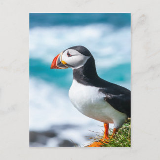 Puffin Fratercula arctica in Látrabjarg, IJsland. Briefkaart