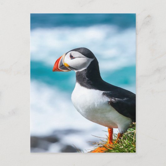 Puffin Fratercula arctica in Látrabjarg, IJsland. Briefkaart (Voorkant)