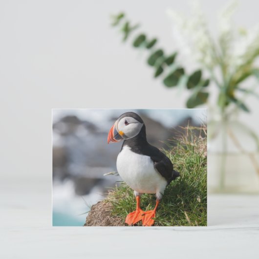 Puffin Fratercula arctica, Látrabjarg IJsland Briefkaart (Staand voorkant)