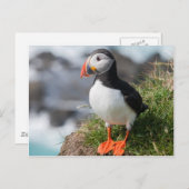 Puffin Fratercula arctica, Látrabjarg IJsland Briefkaart (Voorkant / Achterkant)
