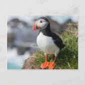 Puffin Fratercula arctica, Látrabjarg IJsland Briefkaart (Voorkant)
