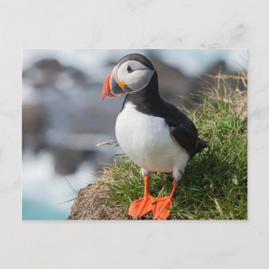 Puffin Fratercula arctica, Látrabjarg IJsland Briefkaart (Voorkant)