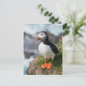 Puffin Fratercula arctica, Látrabjarg IJsland Briefkaart (Staand voorkant)