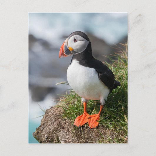 Puffin Fratercula arctica, Látrabjarg IJsland Briefkaart (Voorkant)