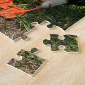 Puffin Fratercula arctica, Látrabjarg IJsland Legpuzzel (Zijkant)