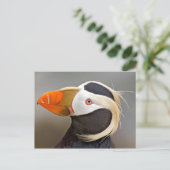 Puffin (Fratercula cirrhata) met buisjes Briefkaart (Staand voorkant)