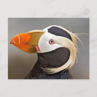 Puffin (Fratercula cirrhata) met buisjes Briefkaart