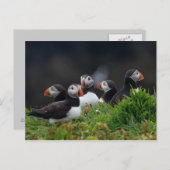 Puffin Gang Briefkaart (Voorkant / Achterkant)