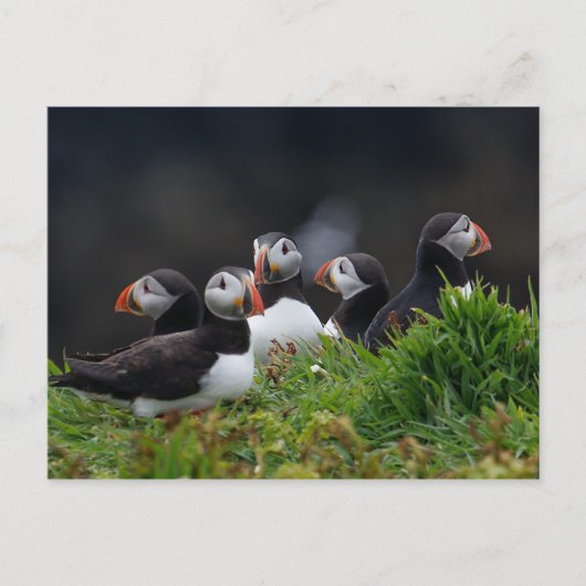 Puffin Gang Briefkaart (Voorkant)