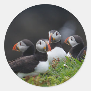 Puffin Gang Ronde Sticker