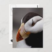 Puffin Horned 9028 Briefkaart (Voorkant / Achterkant)
