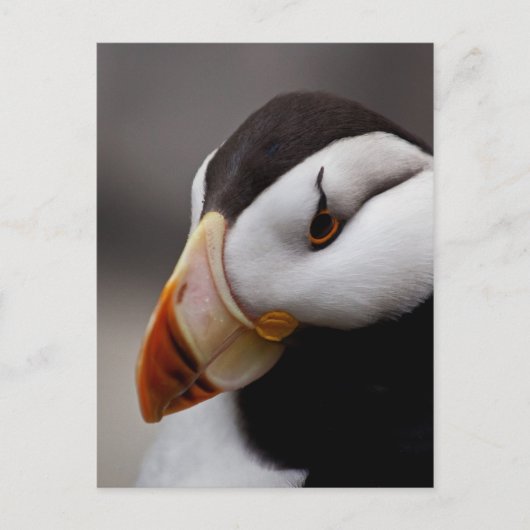 Puffin Horned 9028 Briefkaart (Voorkant)