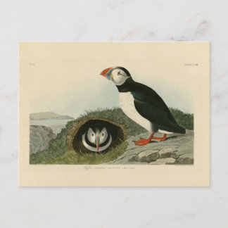  Puffin Illustration Briefkaart
