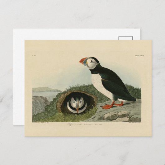 Puffin Illustration Briefkaart (Voorkant / Achterkant)