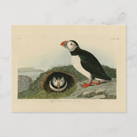  Puffin Illustration Briefkaart (Voorkant)