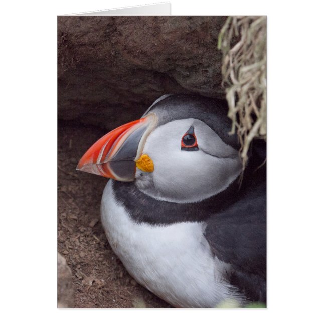 Puffin in a Burrow (Voorkant)