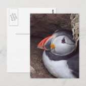 Puffin in a Burrow Briefkaart (Voorkant / Achterkant)