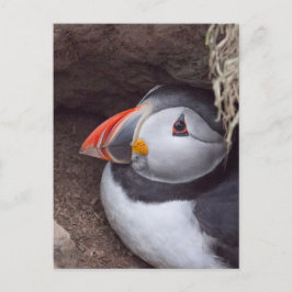 Puffin in a Burrow Briefkaart