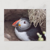 Puffin in a Burrow Briefkaart (Voorkant)