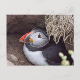 Puffin in a Burrow Briefkaart
