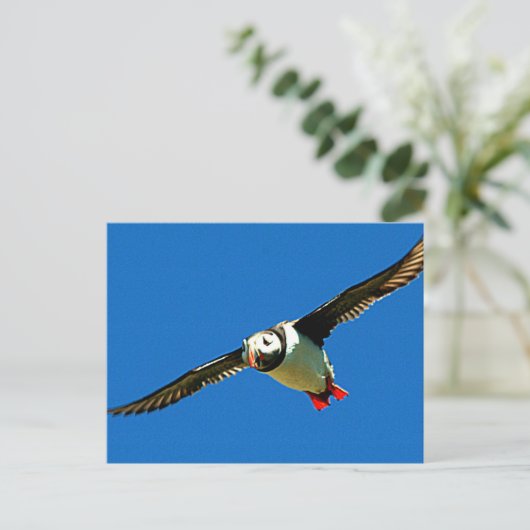 Puffin in flight briefkaart (Staand voorkant)