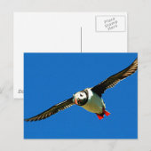 Puffin in flight briefkaart (Voorkant / Achterkant)