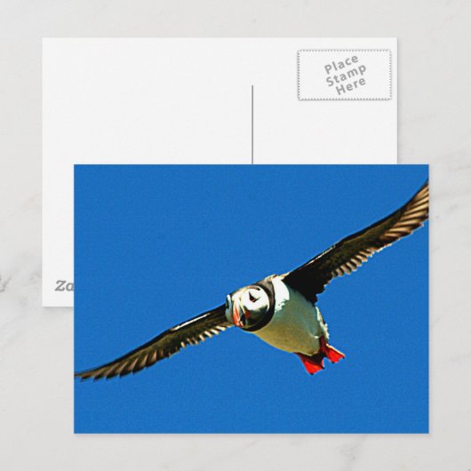 Puffin in flight briefkaart (Voorkant / Achterkant)