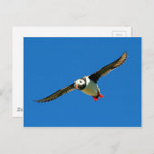 Puffin in flight skellig Islands Ireland Briefkaart (Voorkant / Achterkant)