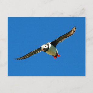 Puffin in flight skellig Islands Ireland Briefkaart