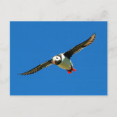 Puffin in flight skellig Islands Ireland Briefkaart (Voorkant)
