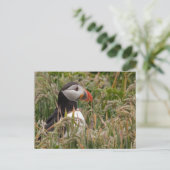 Puffin in Grass Briefkaart (Staand voorkant)