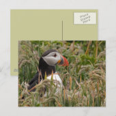 Puffin in Grass Briefkaart (Voorkant / Achterkant)