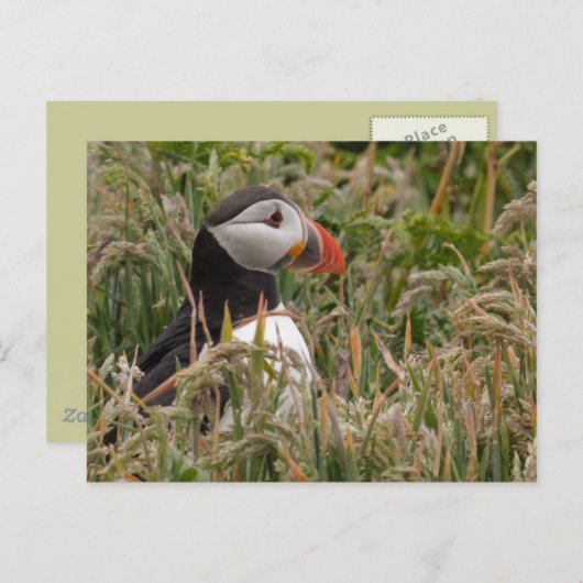 Puffin in Grass Briefkaart (Voorkant / Achterkant)