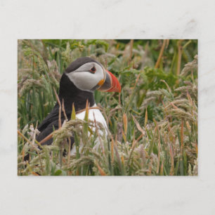 Puffin in Grass Briefkaart