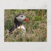 Puffin in Grass Briefkaart (Voorkant)