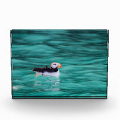 Puffin in Resurrection Bay, Alaska Fotoblokken (Voorkant)