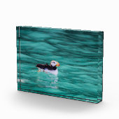 Puffin in Resurrection Bay, Alaska Fotoblokken (Rechts)