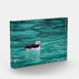 Puffin in Resurrection Bay, Alaska Fotoblokken