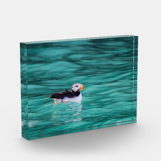 Puffin in Resurrection Bay, Alaska Fotoblokken (Links)