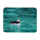 Puffin in Resurrection Bay, Alaska Magneet (Horizontaal)