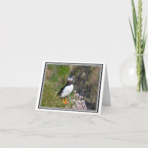 Puffin. Isle of Staffa, Schotland Kaart