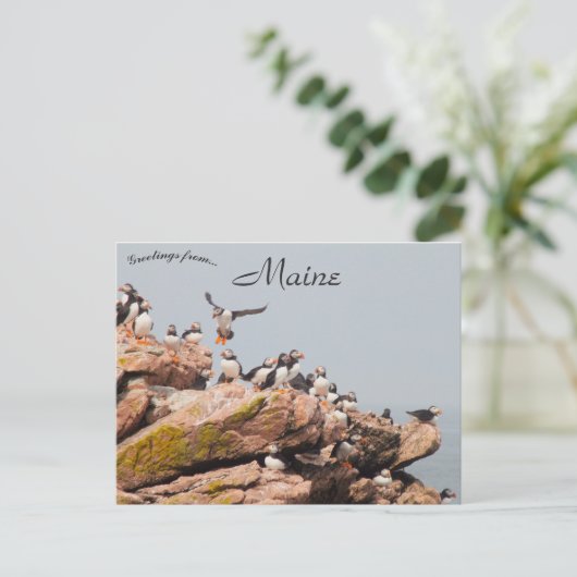 Puffin landing in Maine Briefkaart (Staand voorkant)