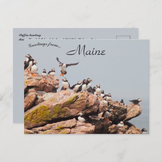 Puffin landing in Maine Briefkaart (Voorkant / Achterkant)