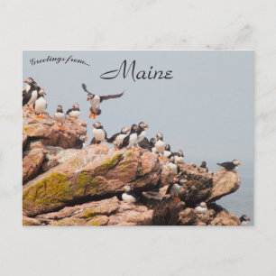 Puffin Landing in Maine Briefkaart