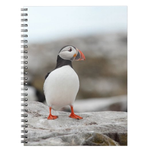 Puffin-laptop Notitieboek (Voorkant)