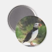 Puffin Magneet (Voorkant / Achterkant)