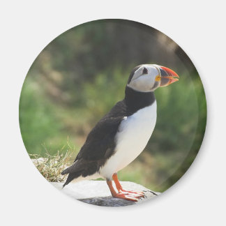 Puffin Magneet